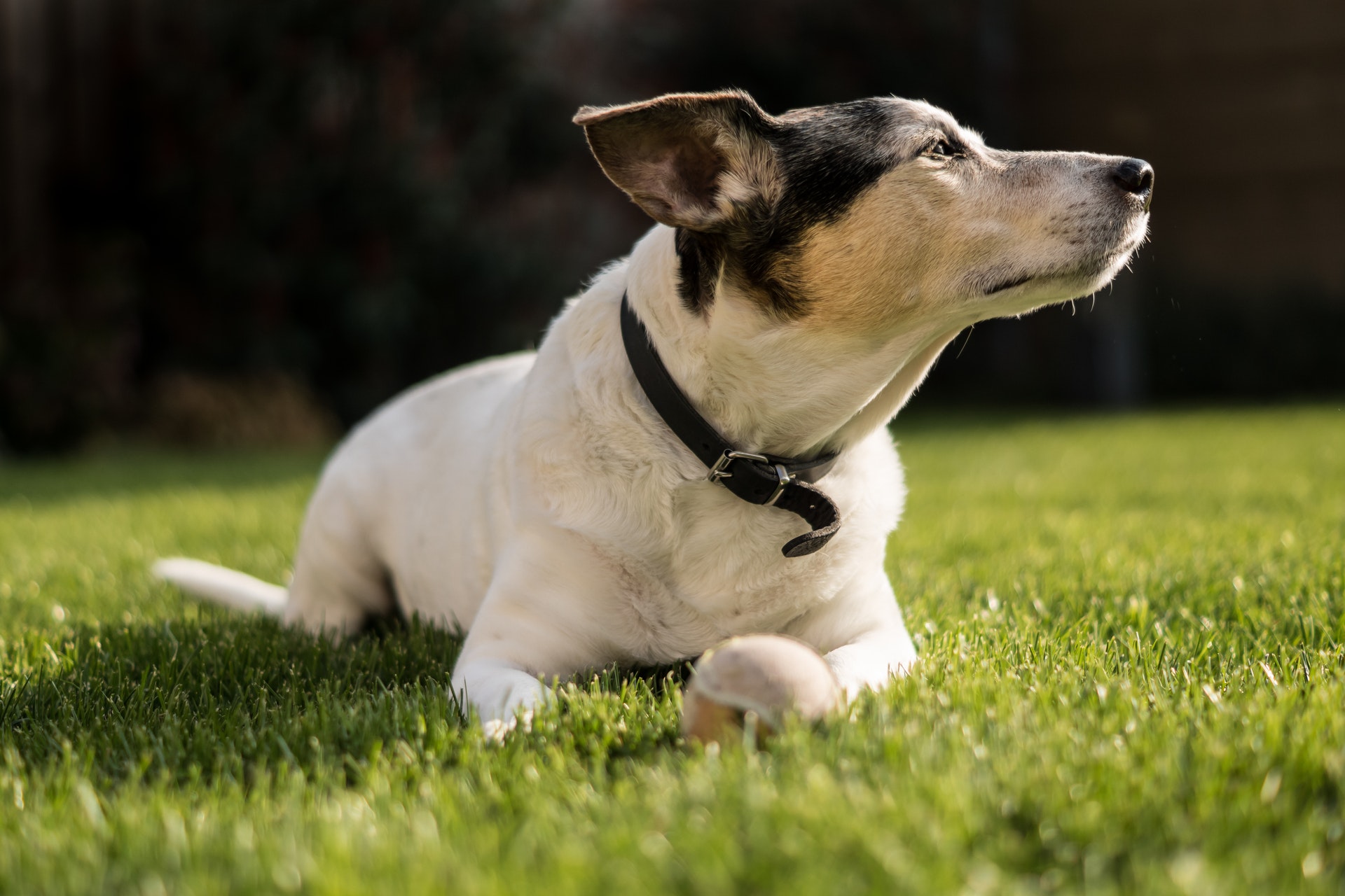 How Do I Choose the Best Dog Flea Collar? I Pettable I ESA Experts